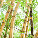 Фотообои на стену — Желтый бамбук