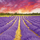 Закат в лавандовом поле