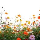 Фотообои на стену с полевыми цветами