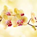 Фотообои с желтыми орхидеями