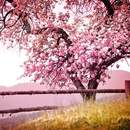 Фотообои - Розовое дерево