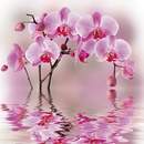 Фотообои - Отражение розовой орхидеи