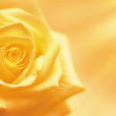 Обои с желтой розой на стену