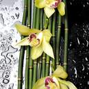 Орхидеи на побегах бамбука — Обои на стену