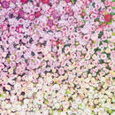 Фотообои с розочками