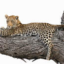 Обои на стену с леопардом на дереве