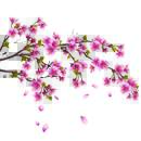 Фотообои на стену с цветущей сакурой