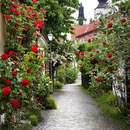 Фотообои - Улица в розах