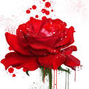 Красная роза