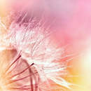 Фотообои - Розовый одуванчик