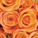 Фотообои с нежно-оранжевыми розами