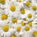 Фотообои на стену - Ромашки