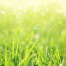 Фотообои "Зеленая трава" (фон)