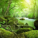 Река в лесу