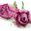 Фотообои - Фиолетовые розы