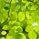 Зеленые листья (фон)