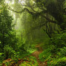 Субтропический лес — Обои на стену