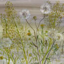 Обои с одуванчиками и другими растениями