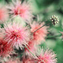 Бледно-розовые пушистые цветы