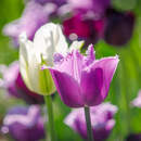 Тюльпаны крупным планом