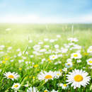 Изображение фотообоев