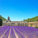 Аббатство Сенанк и поле цветущей лаванды