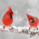 Изображение фотообоев