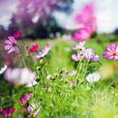 Полевые цветы