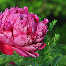 Цветок пиона