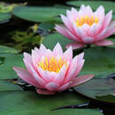 Цветы лотоса в пруду