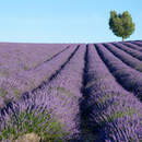 Изображение фотообоев