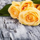 Желтые розы