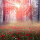 Утро в лесу на маковой поляне — Обои на стену