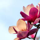 Изображение фотообоев