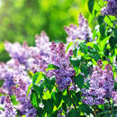 Изображение фотообоев