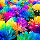 Хризантема Радуга