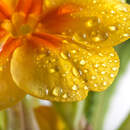 Цветок с каплями воды