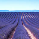 Лавандовое поле