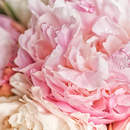 Цветущие пионы крупным планом