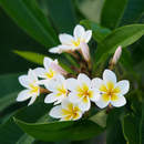 Белые цветы на темно-зеленом фоне