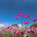 Полевые цветы