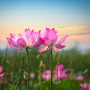 Цветы лотоса на закате