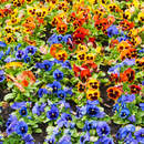 Анютины глазки