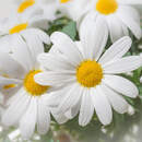 Изображение фотообоев