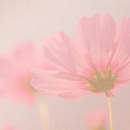 Нежно-розовый цветок на бледном фоне