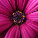 Обои на стену ноготки