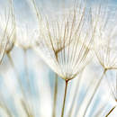 Изображение фотообоев