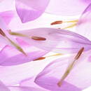 Лепестки цветка