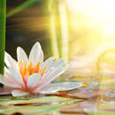 Изображение фотообоев