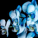 Голубые орхидеи на темном фоне